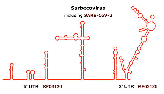 Sarbecovirus